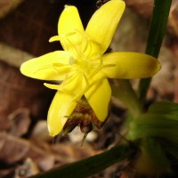 Curculigo orchioides Gaertn.